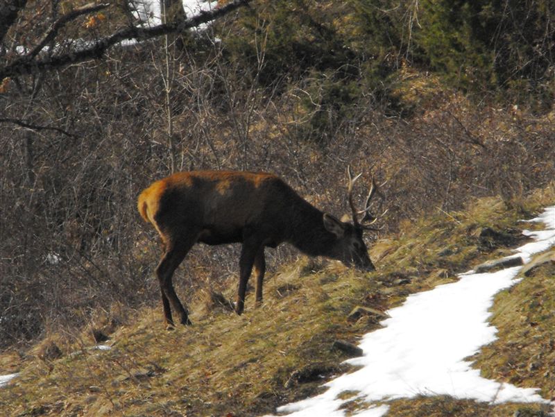 PASSIONE PER IL CERVO
